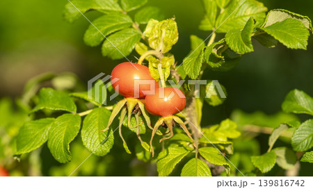 rosehip fruit rosehip fruit 139816742