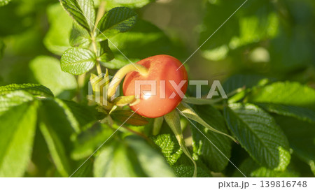 rosehip fruit 139816748
