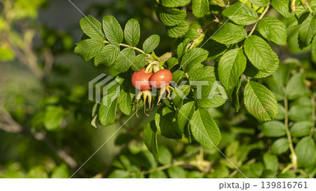 rosehip fruit rosehip fruit 139816761