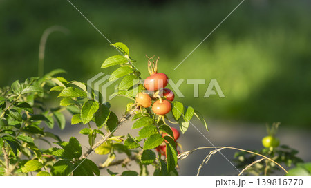 rosehip fruit rosehip fruit 139816770
