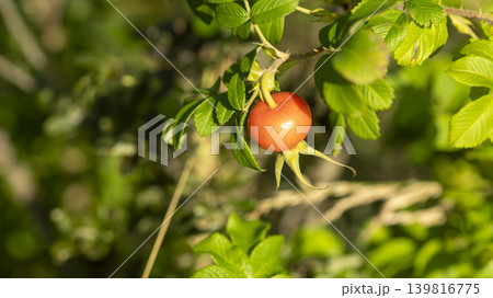 rosehip fruit rosehip fruit 139816775