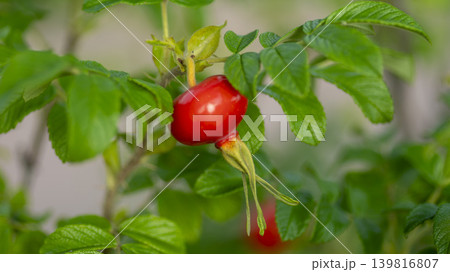 rosehip fruit rosehip fruit 139816807