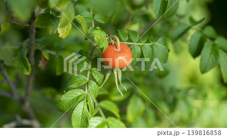 rosehip fruit rosehip fruit 139816858