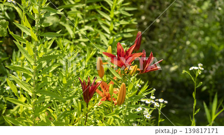 Bucheon Botanical Garden Bucheon Botanical Garden 139817171