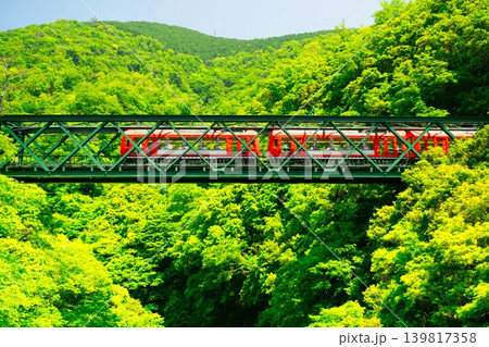 新緑の早川橋梁を渡る箱根登山鉄道・3000形 新緑の早川橋梁を渡る箱根登山鉄道・3000形 139817358