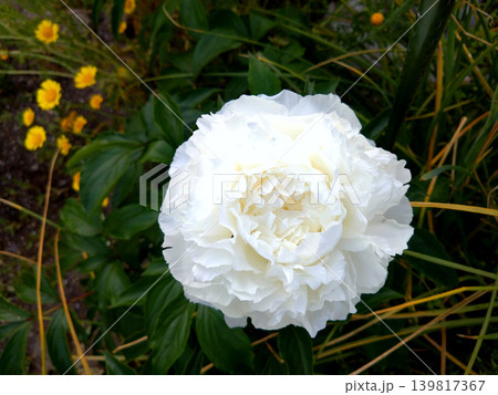 純白に咲くシャクヤクの花のクローズアップ 純白に咲くシャクヤクの花のクローズアップ 139817367