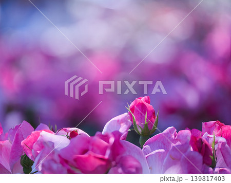 美しい薔薇の花 美しい薔薇の花 139817403