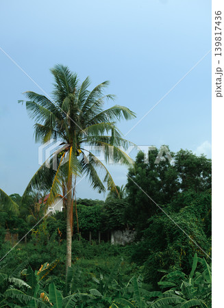 palm trees on the beach 139817436