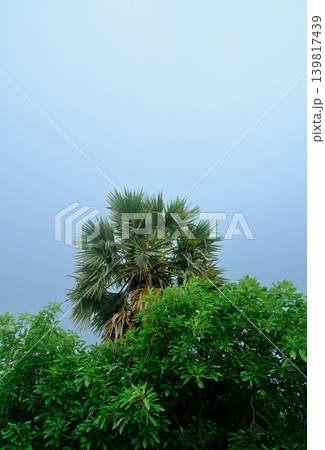palm tree on the sky palm tree on the sky 139817439