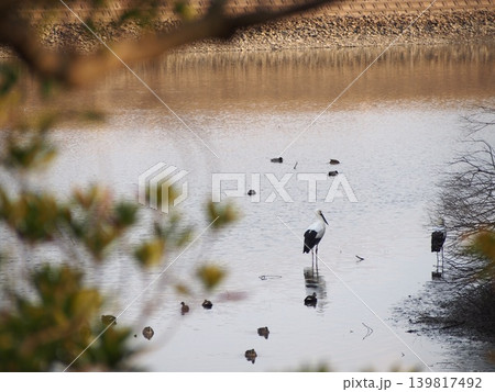ため池で休むコウノトリ ため池で休むコウノトリ 139817492