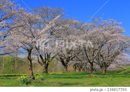 土手に咲くソメイヨシノ 土手に咲くソメイヨシノ 139817703