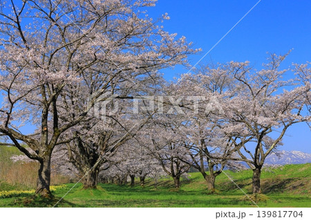 土手に咲くソメイヨシノ 土手に咲くソメイヨシノ 139817704