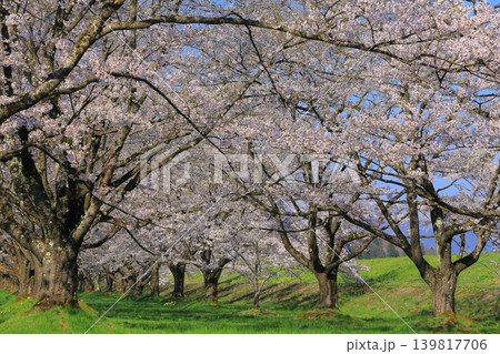土手に咲くソメイヨシノ 土手に咲くソメイヨシノ 139817706