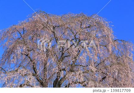 土手に咲くソメイヨシノ 139817709