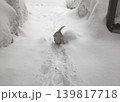 雪とビーグル犬 139817718