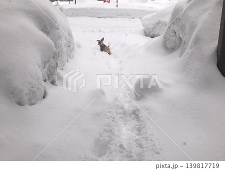 雪とビーグル犬 雪とビーグル犬 139817719