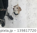 雪とビーグル犬 139817720