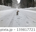 雪の中を歩く犬 139817721