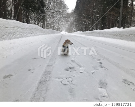 雪の中を歩く犬 雪の中を歩く犬 139817721