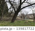 春と犬 139817722