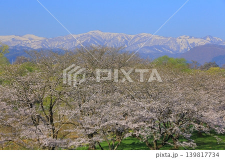 土手に咲くソメイヨシノ 土手に咲くソメイヨシノ 139817734