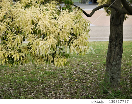 公園で咲く椎の木の花 公園で咲く椎の木の花 139817757