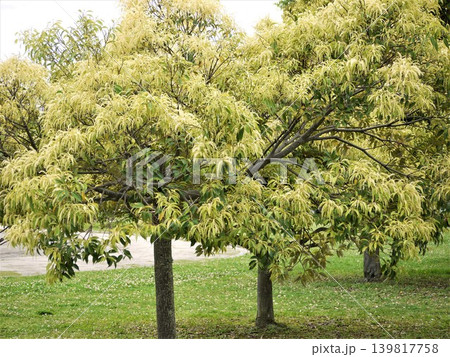 公園で咲く椎の木の花 公園で咲く椎の木の花 139817758