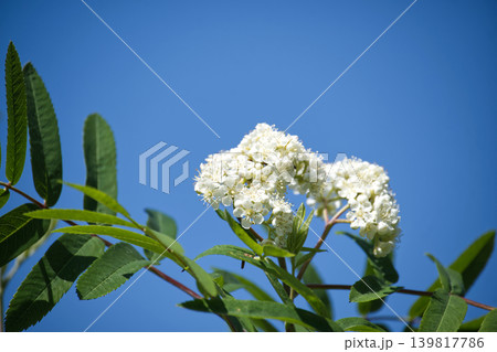 Delicate white rowan tree blossoms against a vibrant clear blue sky in summer 139817786