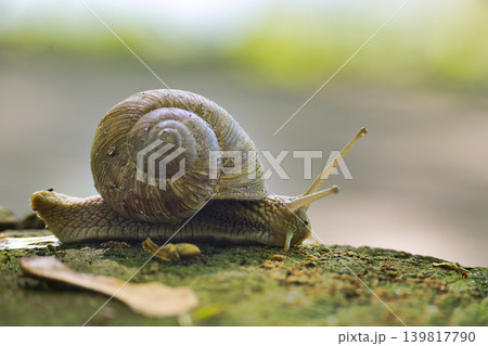Close-up of a garden snail slowly crawling on mossy ground in soft natural light Close-up of a garden snail slowly crawling on mossy ground in soft natural light 139817790