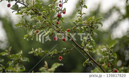 Bodhi fruit 139817820