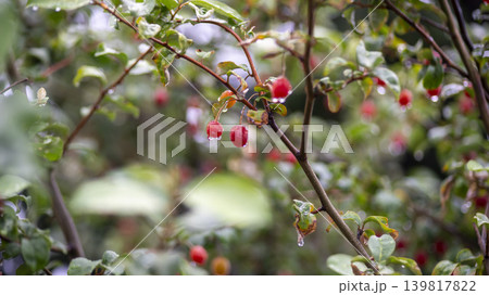 Bodhi fruit Bodhi fruit 139817822