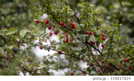Bodhi fruit 139817824