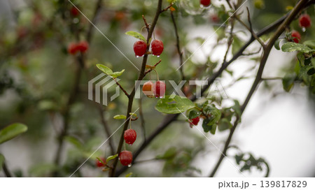 Bodhi fruit Bodhi fruit 139817829