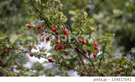 Bodhi fruit 139817841
