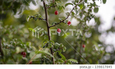 Bodhi fruit Bodhi fruit 139817845