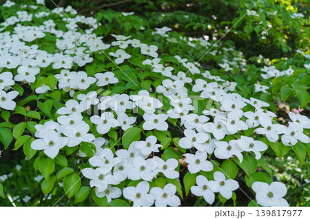 ヤマボウシの花 ヤマボウシの花 139817977