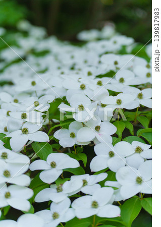 ヤマボウシの花 139817983