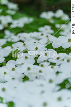 ヤマボウシの花 ヤマボウシの花 139817984