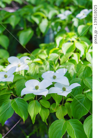 ヤマボウシの花 ヤマボウシの花 139818025