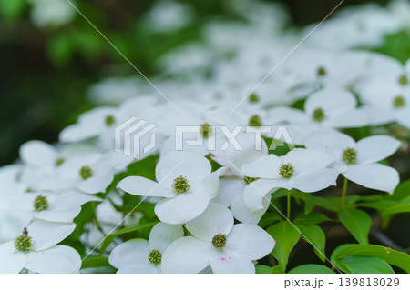 ヤマボウシの花 139818029