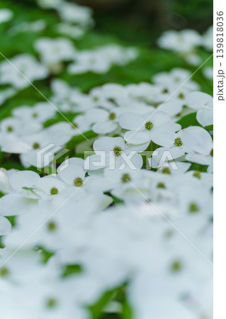 ヤマボウシの花 139818036