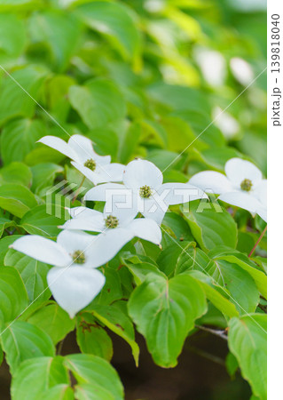 ヤマボウシの花 ヤマボウシの花 139818040