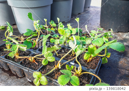 Strawberry Plants Seedlings in Tray, Ready for Transplanting in Garden or Farm, Springtime 139818042