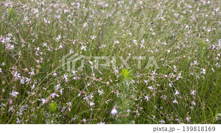 Cheomseongdae area 139818169