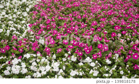 Cheomseongdae area 139818178