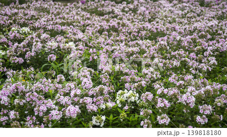 Cheomseongdae area 139818180