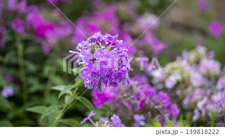 Cheomseongdae area 139818222