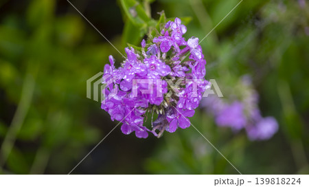 Cheomseongdae area 139818224