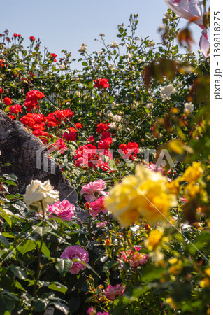 鮮やかな赤と黄色が情熱的なバラの花 鮮やかな赤と黄色が情熱的なバラの花 139818275