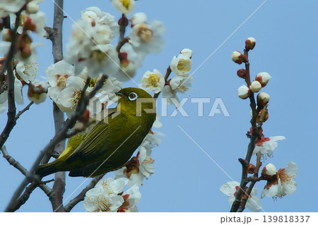 梅の花の蜜を吸うメジロ 梅の花の蜜を吸うメジロ 139818337